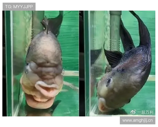 菲尔普斯居然睡觉前还数鱼？这自律生活真不是我能搬起的那种秀场啊